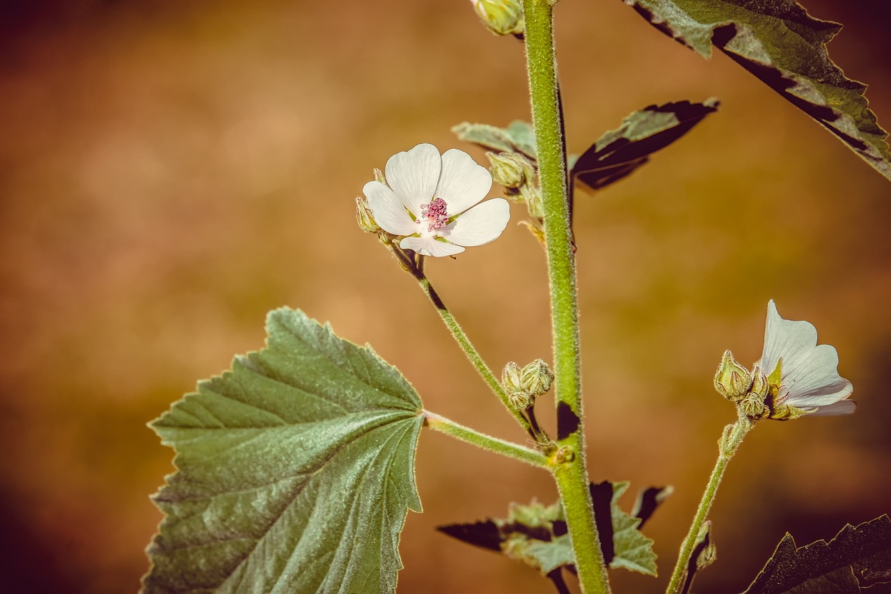 Belangrijke waardplant voor rups? welke inheemse planten